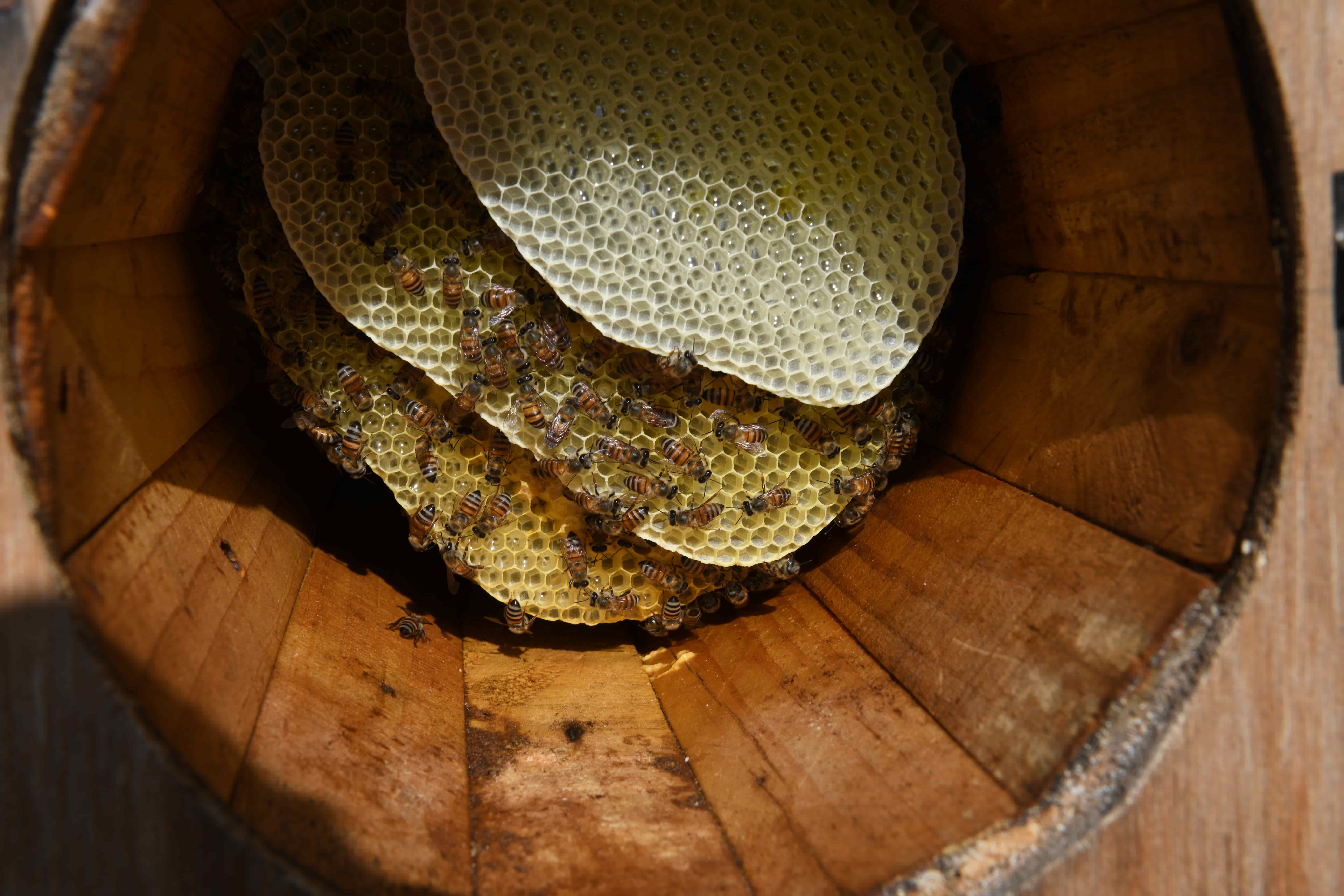 Paragliding view of mountains